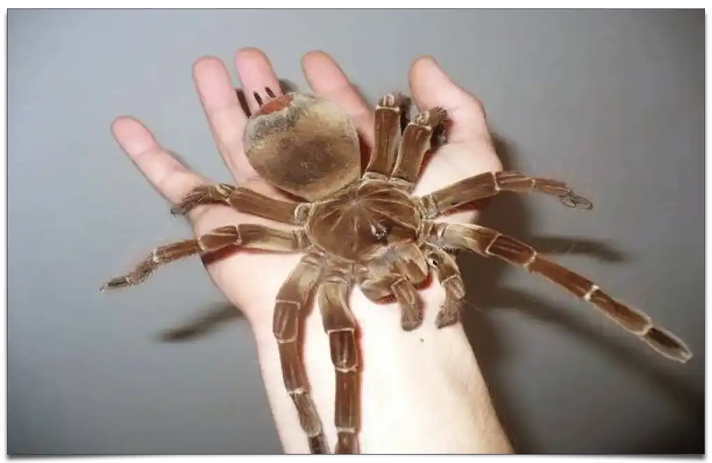 Największy pająk