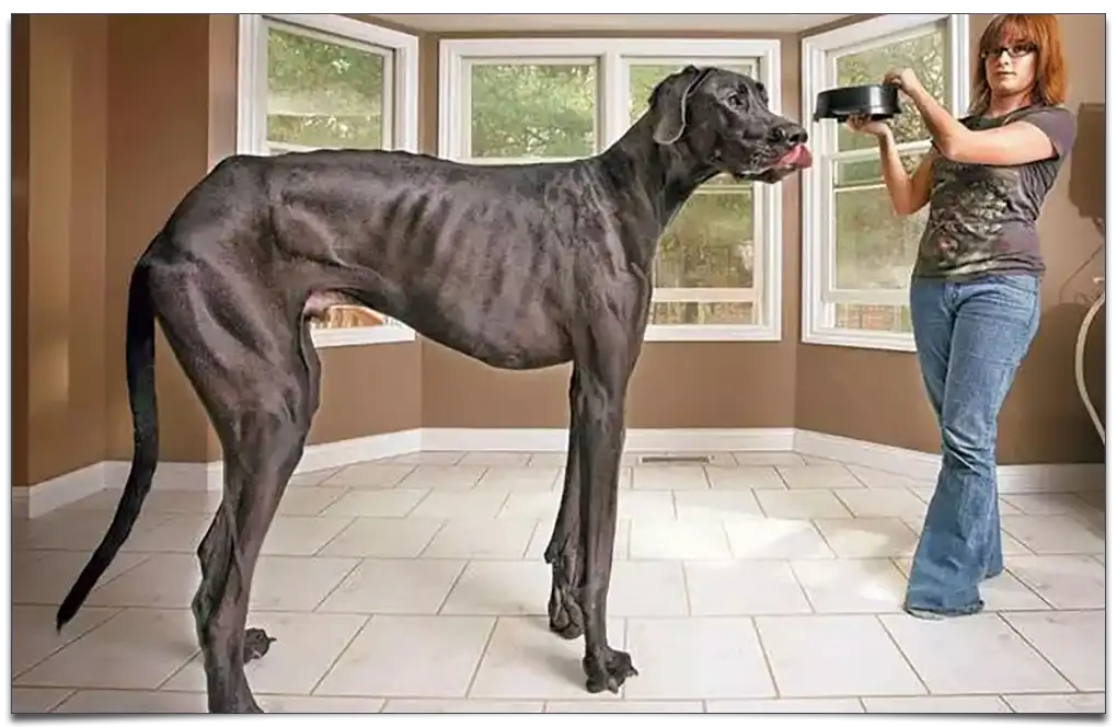 Największy pies świata