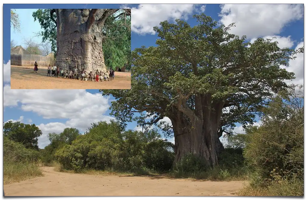 Największy baobab