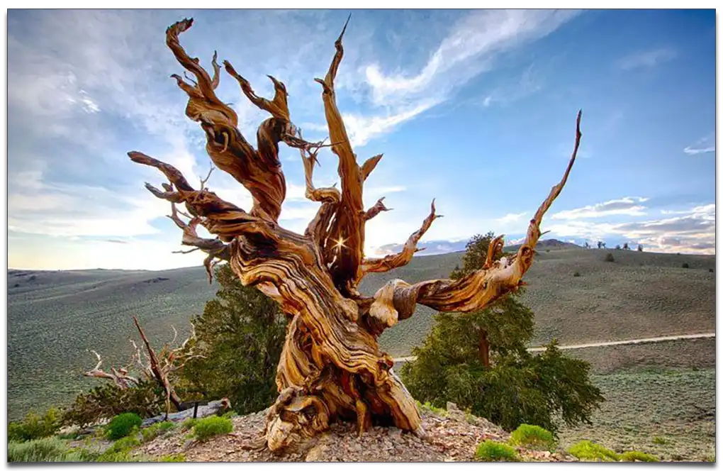 najstarsze drzewo świata