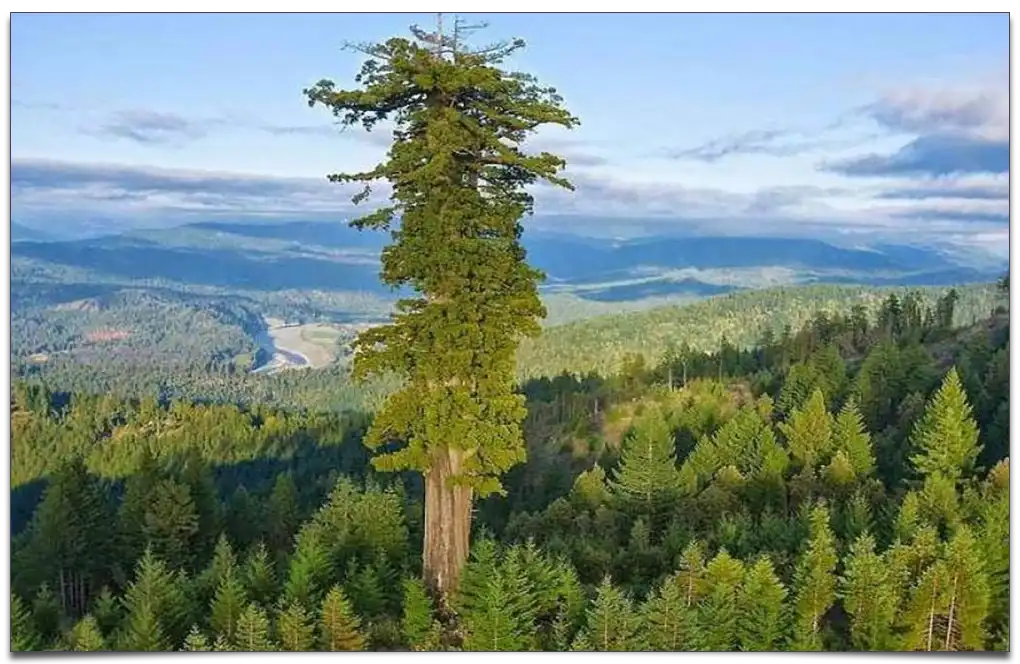 Najwyższe drzewo